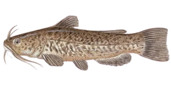 Bullhead Catfish Danbury Fish Farms   Bullhead Brown Catfish Full.webp