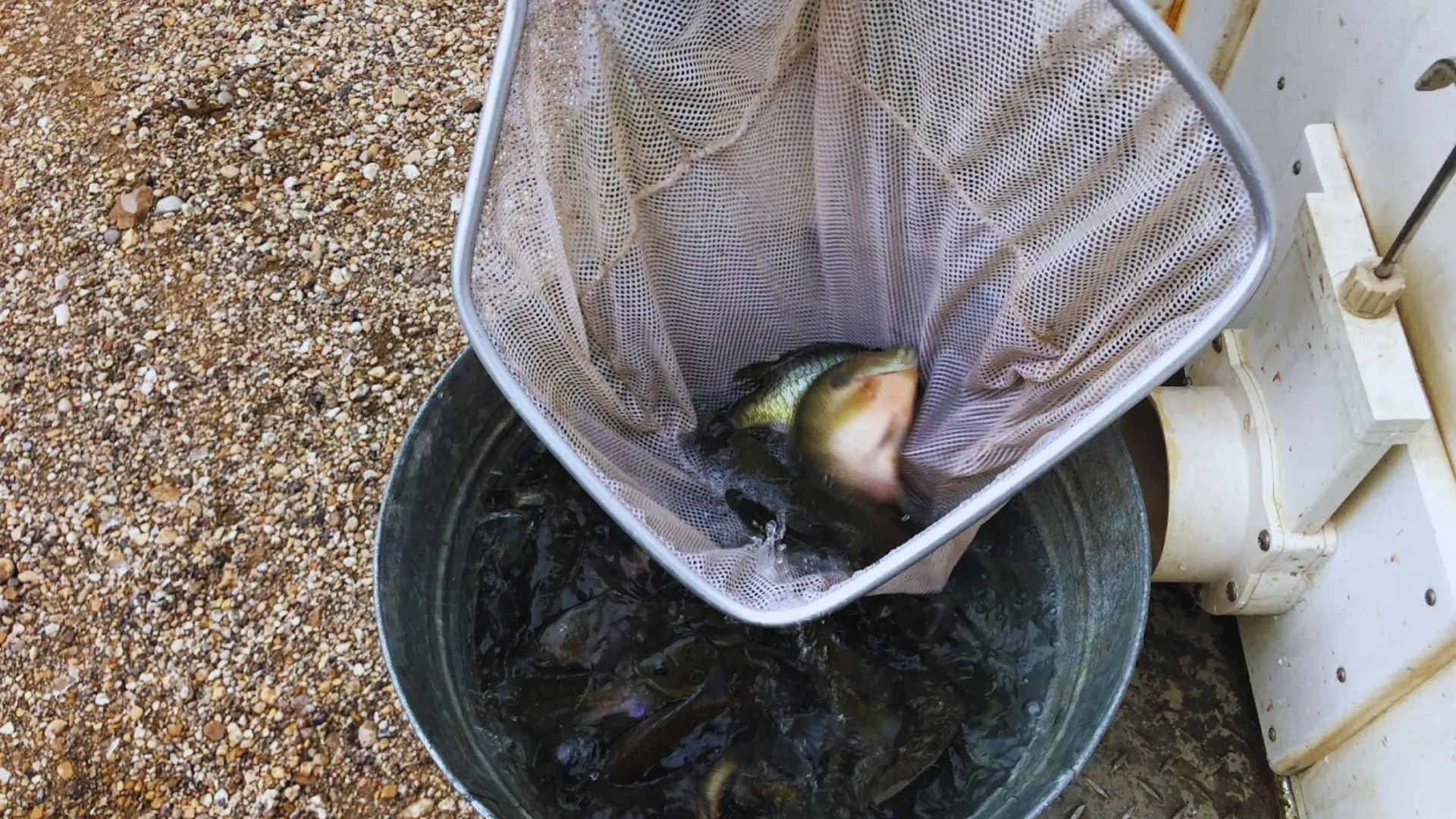 Large bluegill being dipped into hauling tub