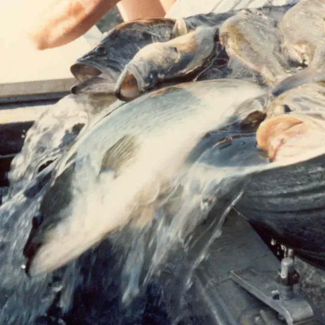 Largemouth Bass Being Poured From Tub