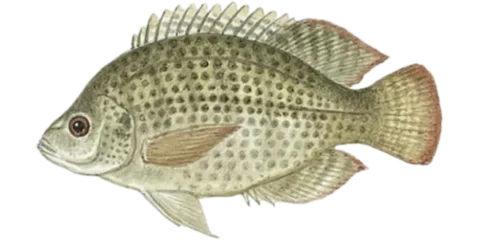 Species Profile: Tilapia | Danbury Fish Farms