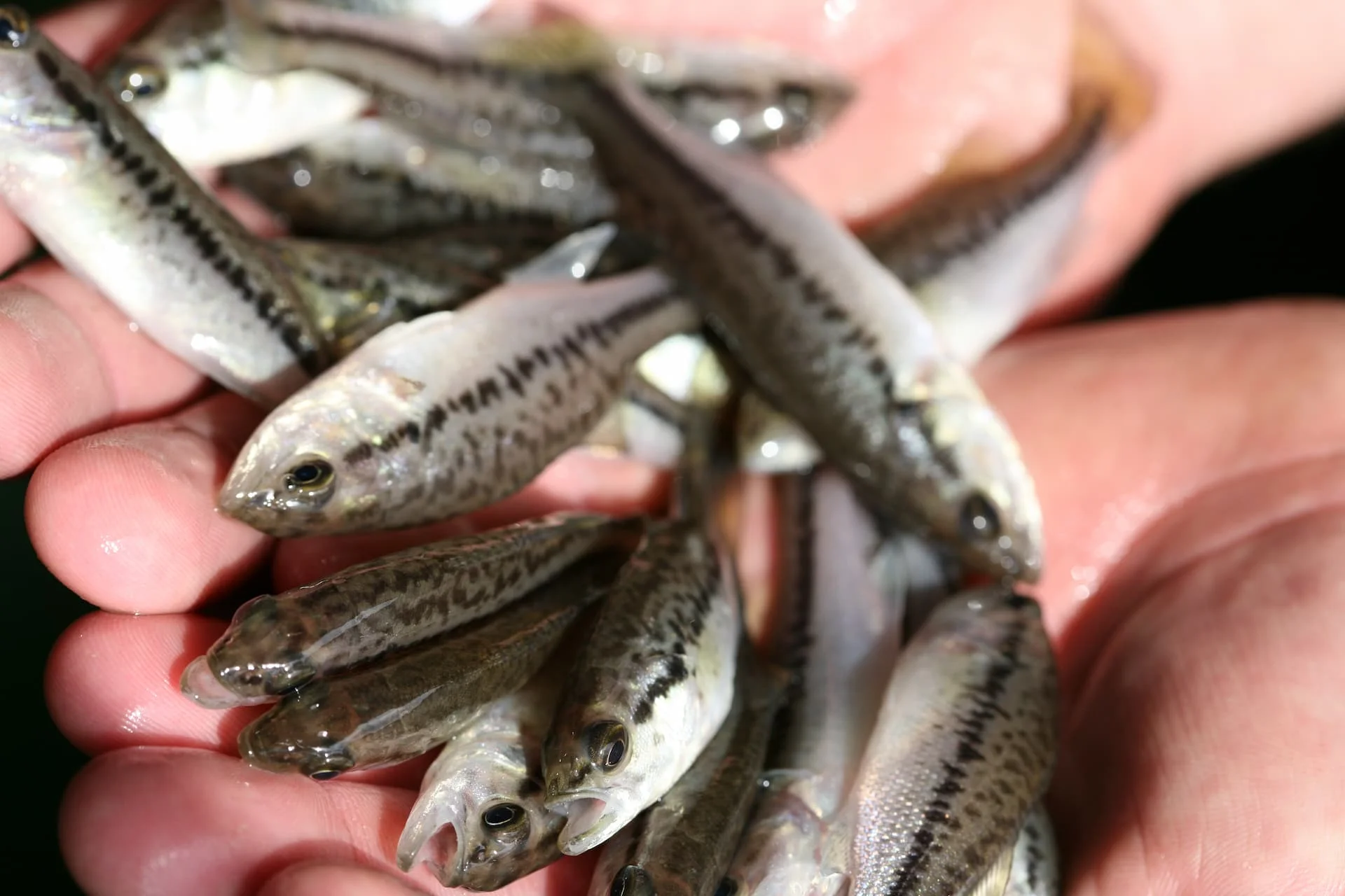 Largemouth bass fingerlings